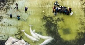 2 belugas, 4 dolphins from Marineland heading to aquarium in Spain