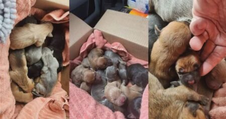 Abandoned puppies now in foster homes after found in box in Brantford