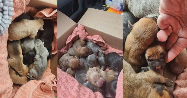 Abandoned puppies now in foster homes after found in box in Brantford Abandoned puppies now in foster homes after found in box in Brantford