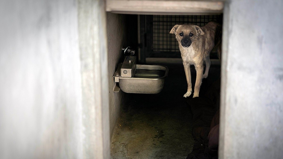 Dog in Los Angeles animal shelter