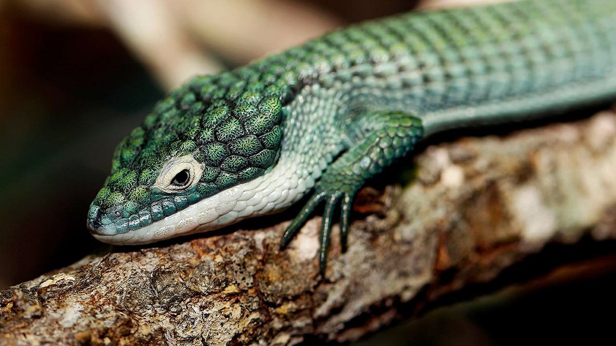 Adult alligator lizard resting on a branch.