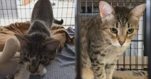 London-area animal rescue faces 0K bill after cats seized by province