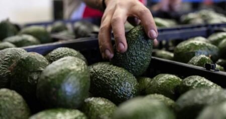 Canada’s avocado supply not impacted by U.S. pause on Mexico inspections Canada’s avocado supply not impacted by U.S. pause on Mexico inspections