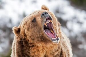Alaska runner hospitalized after using bear spray to fight off brown bear on trail Alaska runner hospitalized after using bear spray to fight off brown bear on trail