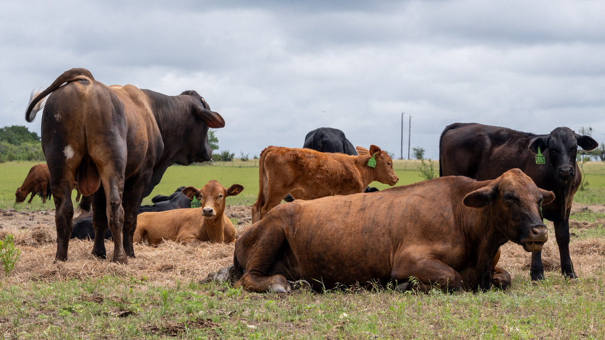 Cattle resting in field