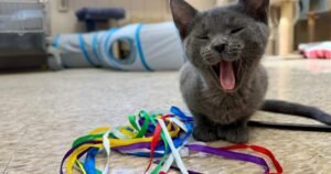 Shelter lowers pet adoption fees as capacity issues push rescues to find solutions Shelter lowers pet adoption fees as capacity issues push rescues to find solutions
