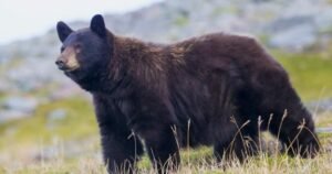 Bear follows man, swipes at him on North Vancouver trail Bear follows man, swipes at him on North Vancouver trail