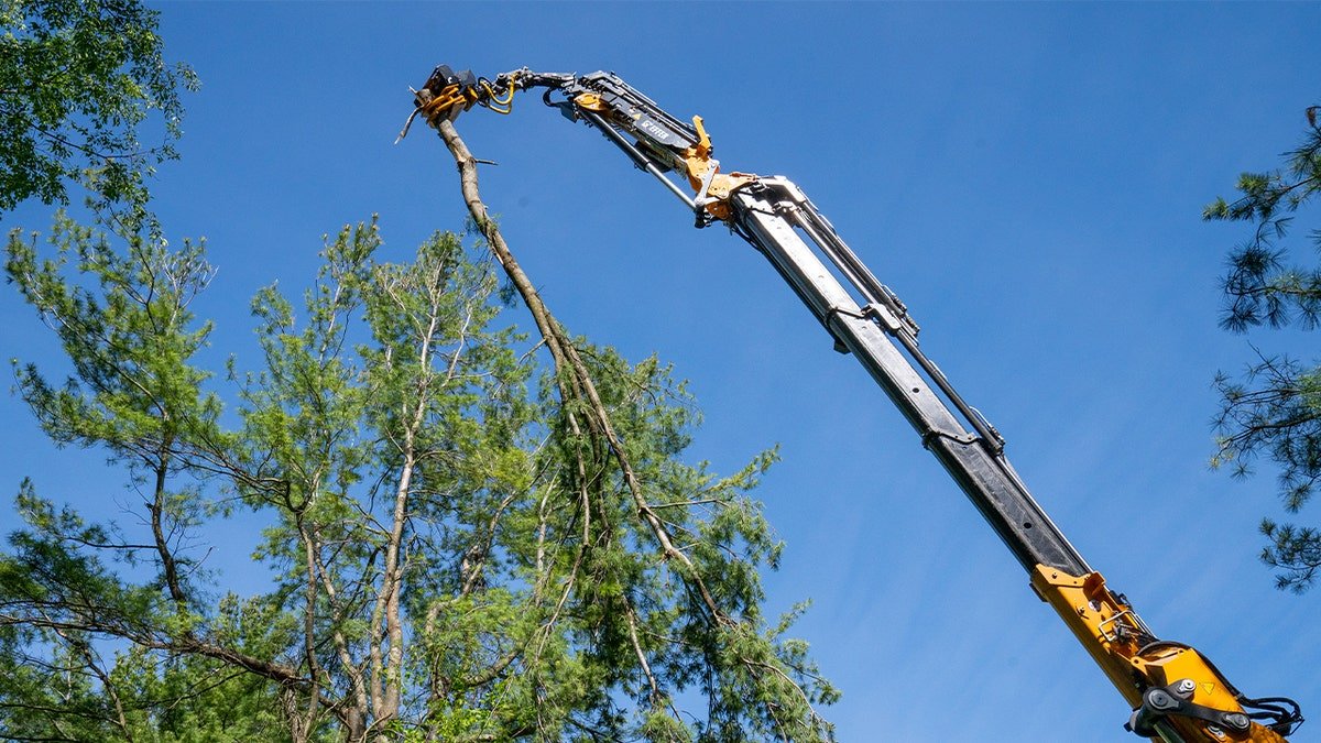 hydraulic grapple on tree