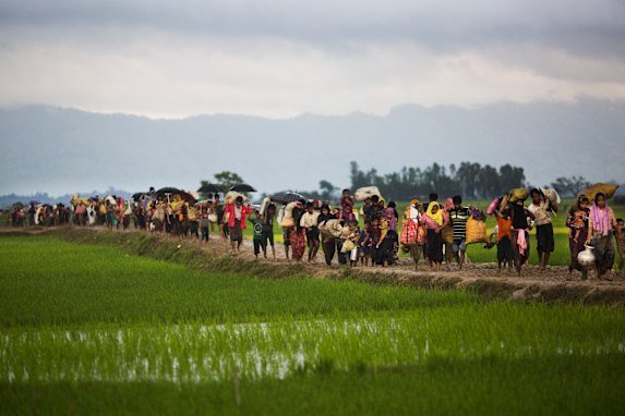 Members of Myanmar’s Rohingya ethnic minority walk through rice fields after crossing the border into Bangladesh near Cox’s Bazar’s Teknaf area.