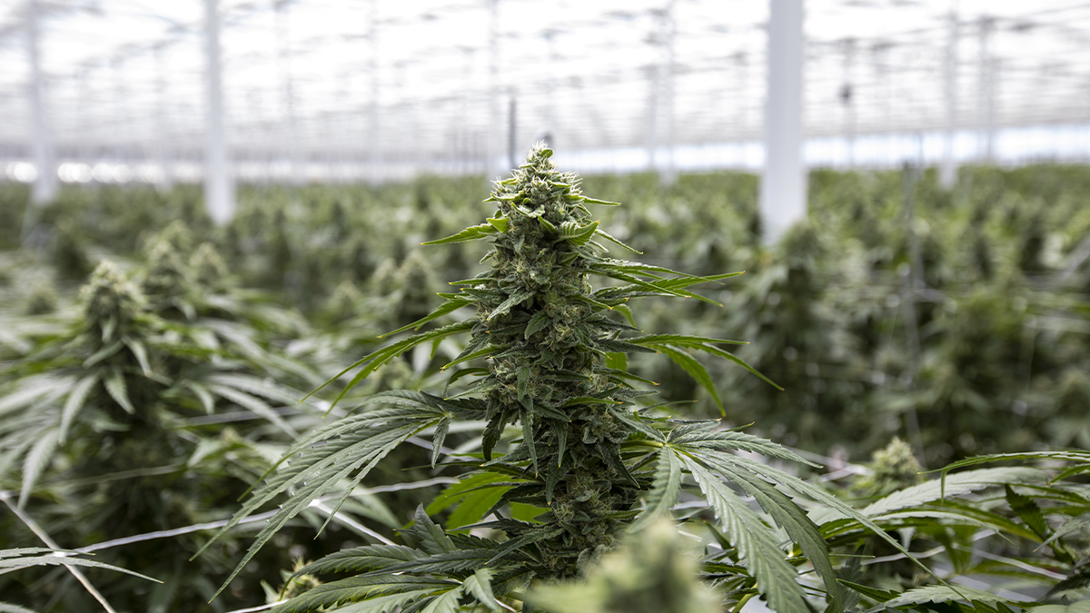 Cannabis plants grow at Glass House Brands greenhouse near Camarillo, California, US