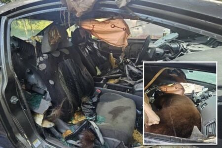 Black bear found dead after spending days trying to escape locked car Black bear found dead after spending days trying to escape locked car