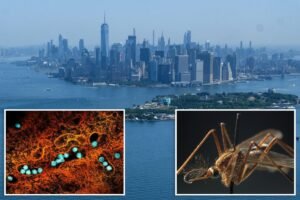First 2026 case of dangerous West Nile virus detected in NYC: officials