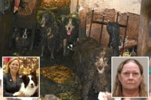 Dozens of poop-covered Border Collies rescued from Florida house of horrors get fresh start at animal shelter: ‘Signs of joy and healing’ Dozens of poop-covered Border Collies rescued from Florida house of horrors get fresh start at animal shelter: ‘Signs of joy and healing’