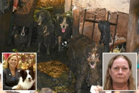 Dozens of poop-covered Border Collies rescued from Florida house of horrors get fresh start at animal shelter: ‘Signs of joy and healing’ Dozens of poop-covered Border Collies rescued from Florida house of horrors get fresh start at animal shelter: ‘Signs of joy and healing’