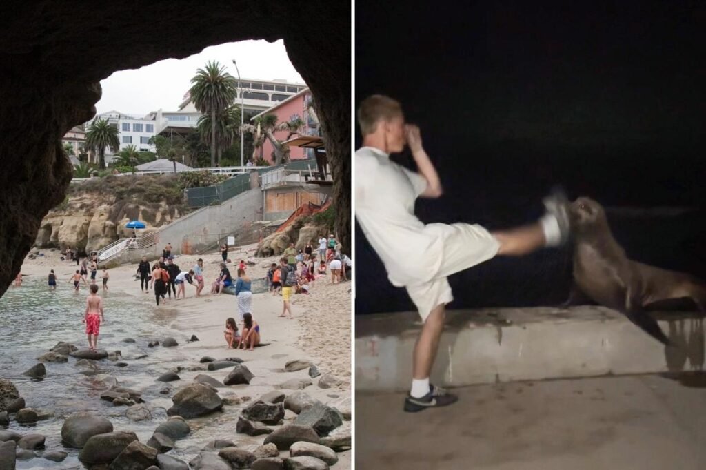 Rich La Jolla punk faces justice after kicking helpless sea lion in viral attack