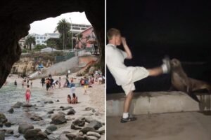 Rich La Jolla punk faces justice after kicking helpless sea lion in viral attack
