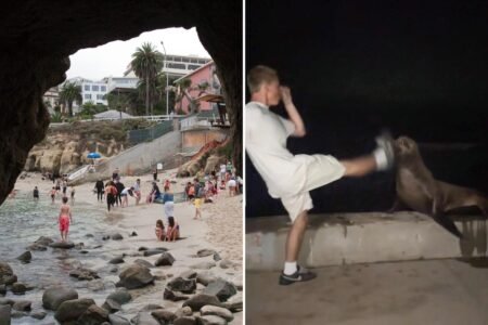 Rich La Jolla punk faces justice after kicking helpless sea lion in viral attack
