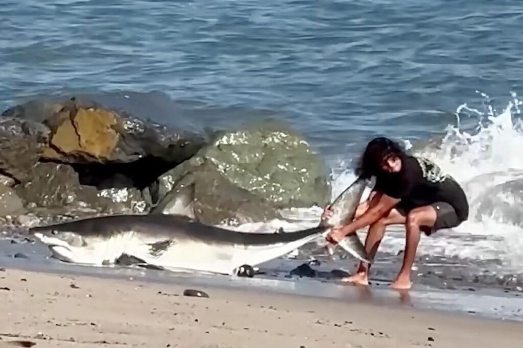 Moment unbothered fisherman drags huge shark back into the ocean on LA beach Moment unbothered fisherman drags huge shark back into the ocean on LA beach