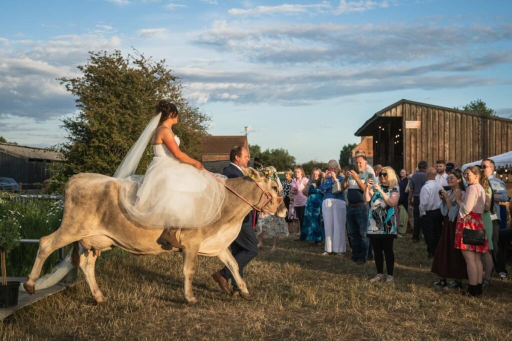 Bride rides favorite cow down aisle at wedding before marrying farmer Bride rides favorite cow down aisle at wedding before marrying farmer