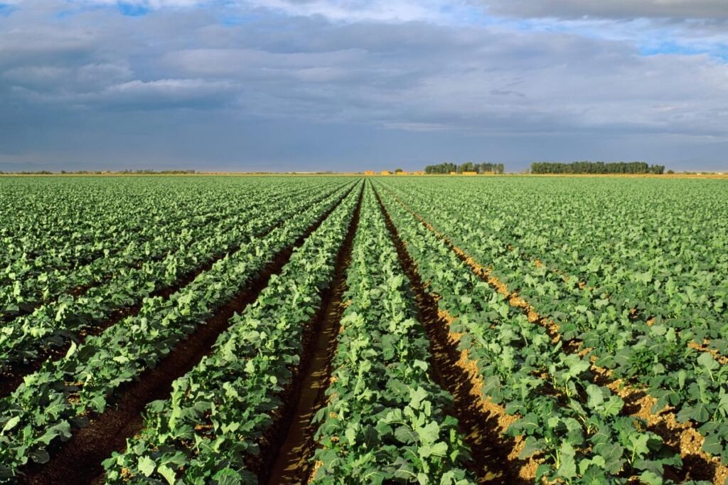America’s favorite vegetable under major threat of looming California droughts: new research America’s favorite vegetable under major threat of looming California droughts: new research