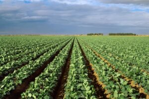 America’s favorite vegetable under major threat of looming California droughts: new research America’s favorite vegetable under major threat of looming California droughts: new research