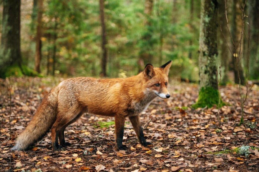 Fox that may be infected with rabies is roaming this NYC borough, officials warn Fox that may be infected with rabies is roaming this NYC borough, officials warn