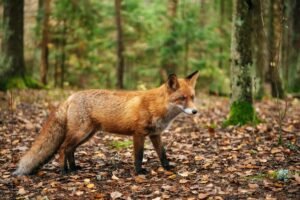 Fox that may be infected with rabies is roaming this NYC borough, officials warn Fox that may be infected with rabies is roaming this NYC borough, officials warn