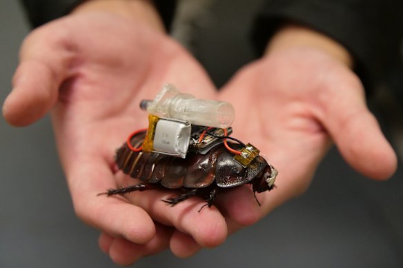 A cyborg cockroach armed with a syringe-firing backpack.