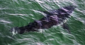 Rise in Nova Scotia shark sightings prompts calls for better beach monitoring Rise in Nova Scotia shark sightings prompts calls for better beach monitoring