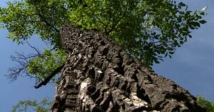 Saskatoon reports new cases of Dutch elm disease with removal planned