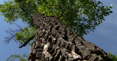 Saskatoon reports new cases of Dutch elm disease with removal planned