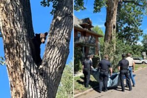 Young bear takes rough tumble from Colorado tree after wildlife officers tranquilize it Young bear takes rough tumble from Colorado tree after wildlife officers tranquilize it