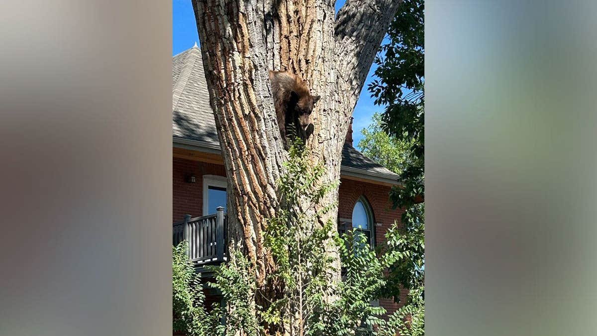 A young black bear sits in a large tree near a home in Denver