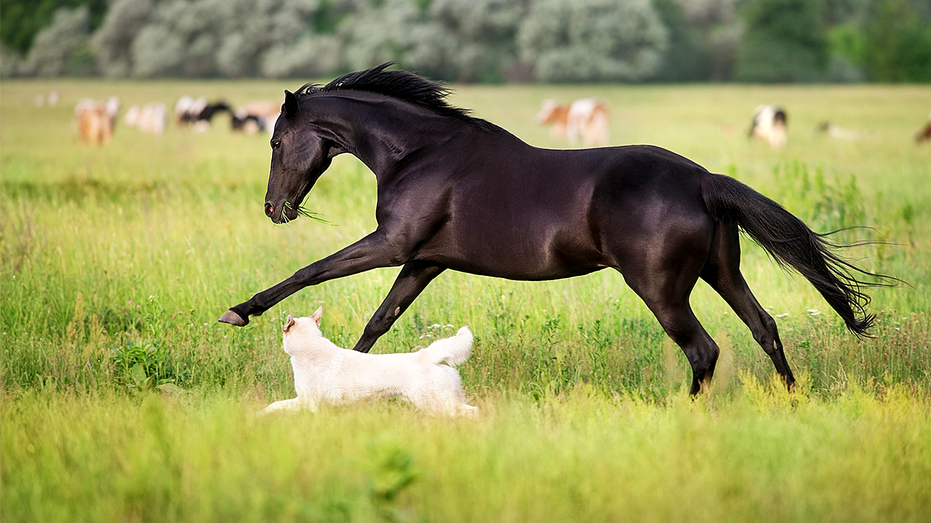 Horse and dogs in a field