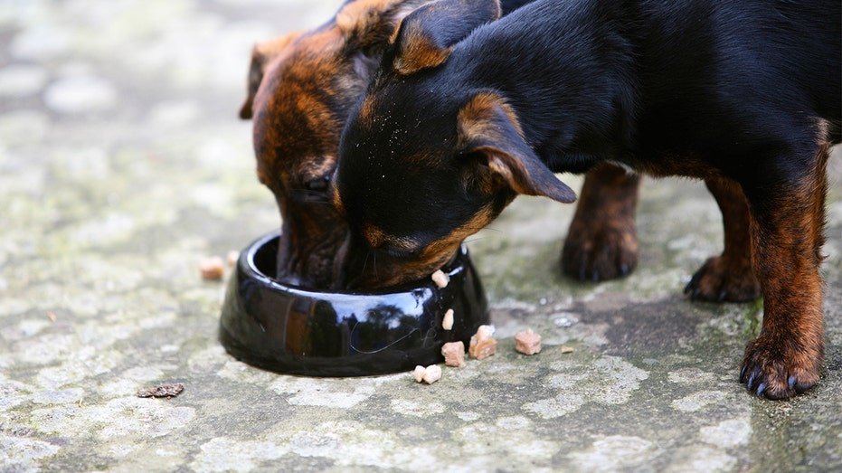 two dogs eating from a bowl