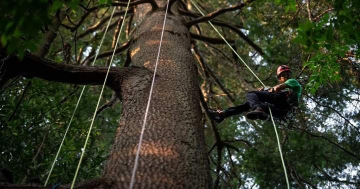 Take a bough: Climbing takes relationship with B.C.’s trees to the next level Take a bough: Climbing takes relationship with B.C.’s trees to the next level