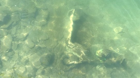 Two dozen e-scooters were visible underwater in the Brisbane River near the CBD.