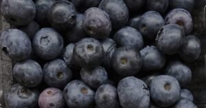 ‘No indication’ U.S. blueberry recall for death risk impacts Canada: CFIA