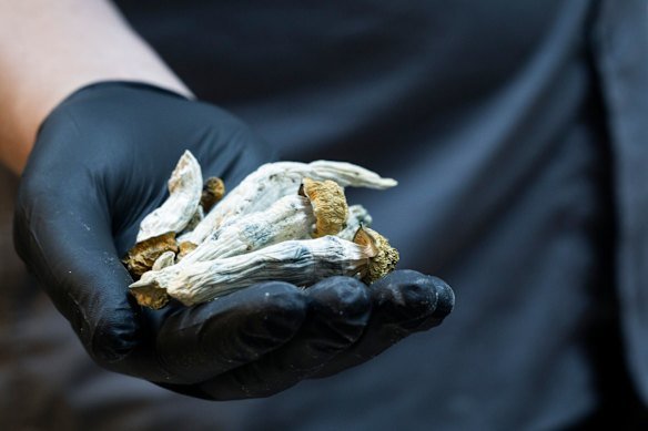 A laboratory technician displays mushrooms that contain psilocybin, a hallucinogenic substance.