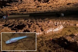 Scientists discover new eyeless ‘demon cavefish’ in Alabama cave beneath Army base
