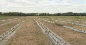 Prairie producers filed more than 4,000 crop insurance claims in stormy July Prairie producers filed more than 4,000 crop insurance claims in stormy July