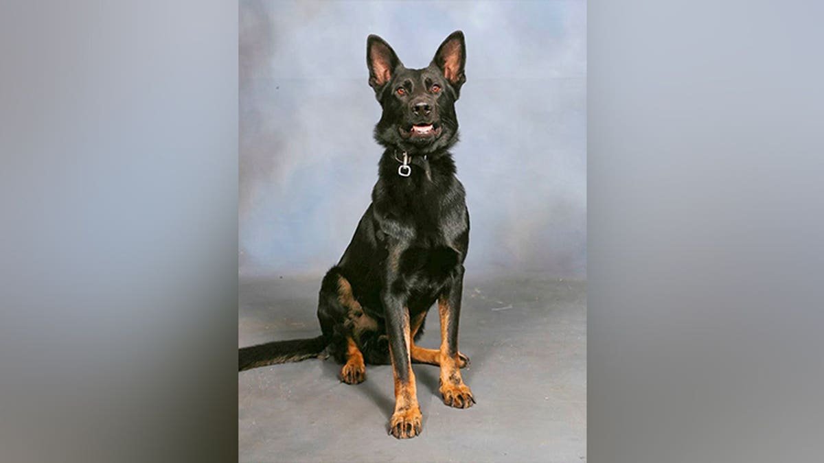 K-9 Ace