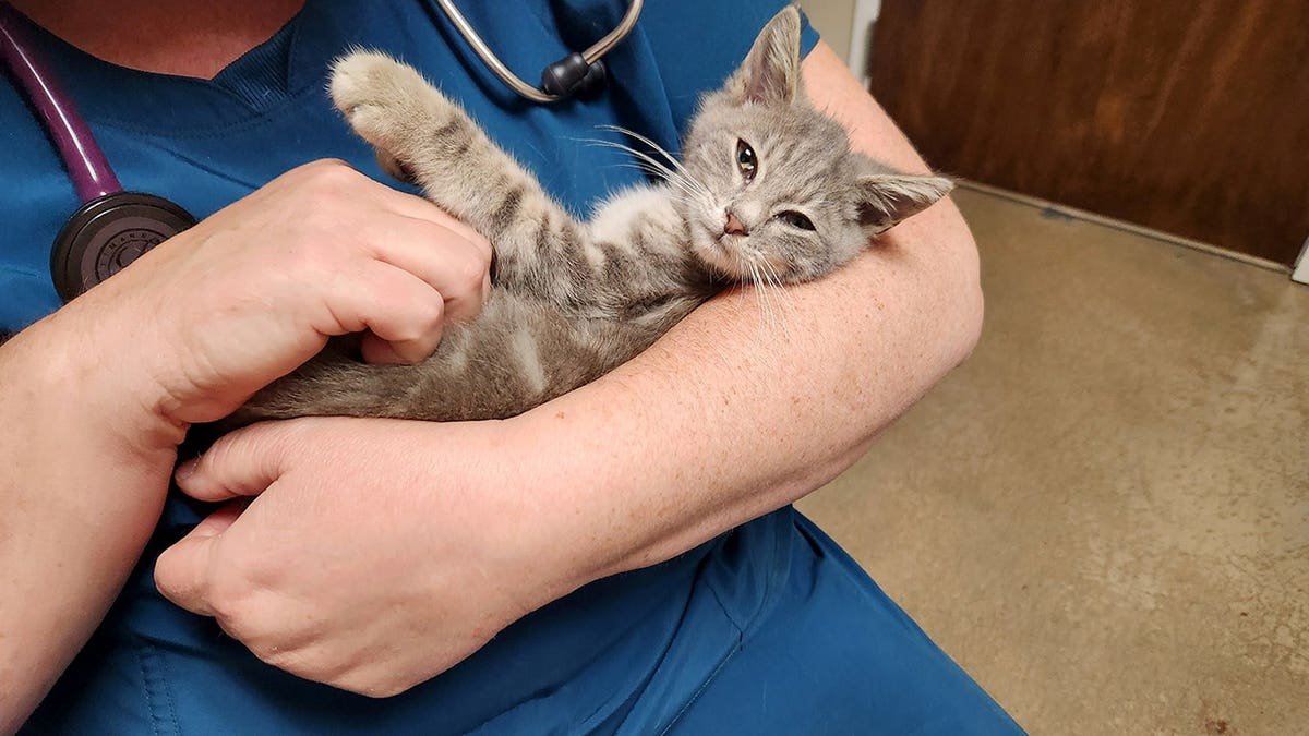 A vet holding a kitten named Jersey.
