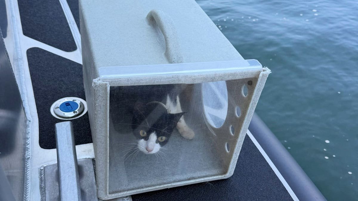 A cat discovered aboard a sailboat
