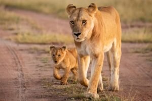 300-pound lioness and cub reportedly on the loose in central Indiana 300-pound lioness and cub reportedly on the loose in central Indiana