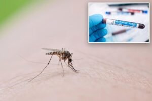 Number of NYC mosquito pools testing positive for West Nile virus has doubled since last year: health officials