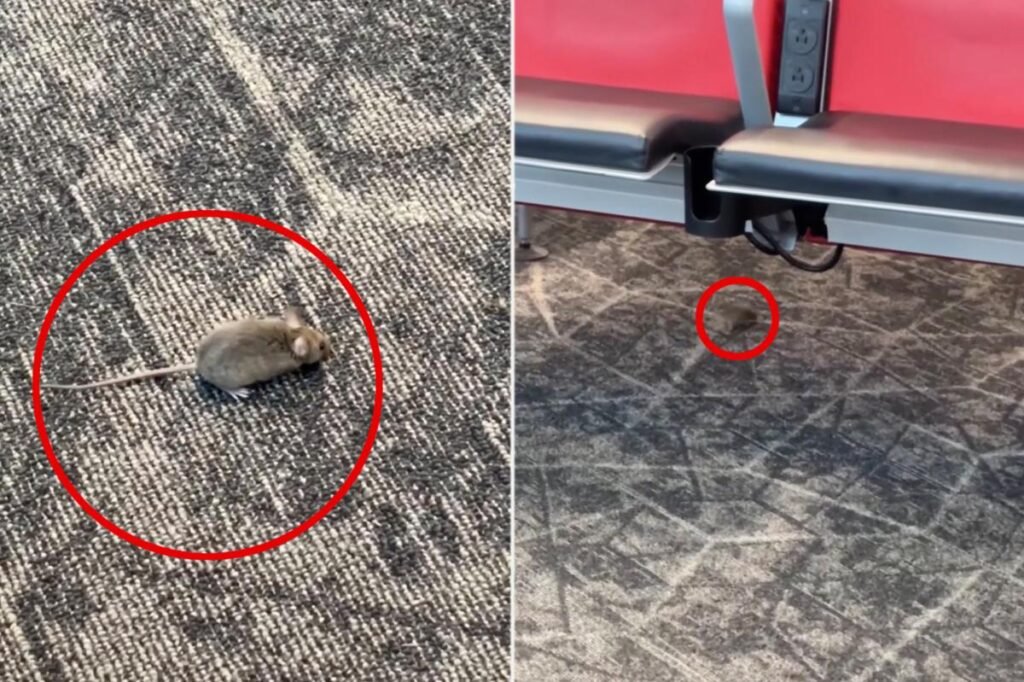 Mice captured racing around boarding gate at NYC’s LaGuardia Airport Mice captured racing around boarding gate at NYC’s LaGuardia Airport