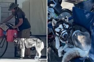 ‘Sweetie’ the husky rescued from alleged abuse after being dragged behind bike by homeless man ‘Sweetie’ the husky rescued from alleged abuse after being dragged behind bike by homeless man