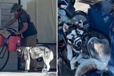 ‘Sweetie’ the husky rescued from alleged abuse after being dragged behind bike by homeless man ‘Sweetie’ the husky rescued from alleged abuse after being dragged behind bike by homeless man