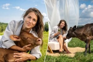 First-ever ‘cow spa’ will offer bovine grooming massages and ‘hoof-care’ — for humans
